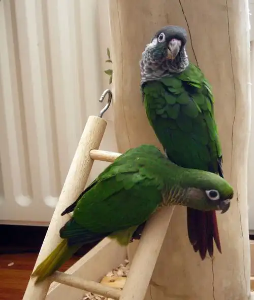 珍珠锥尾鹦鹉指名亚种(动物)