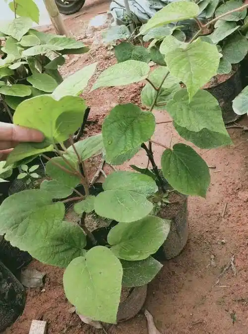 黄心猕猴桃苗 嫁接苗 基地直供 保湿发货