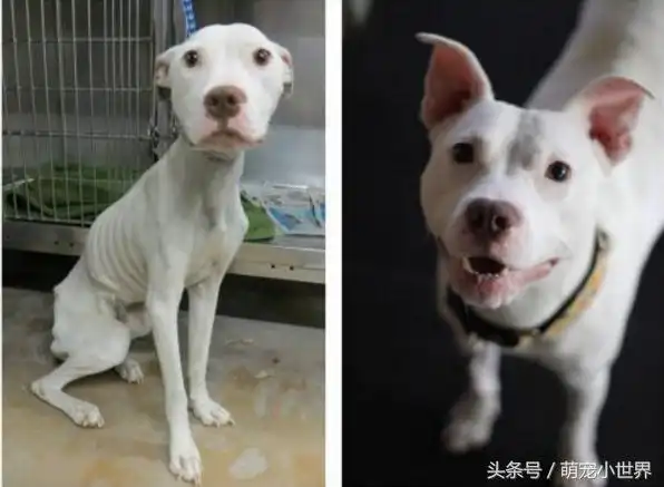体重40斤才正常!受虐白狗瘦成19斤皮包骨,骷髅状背影让人心疼