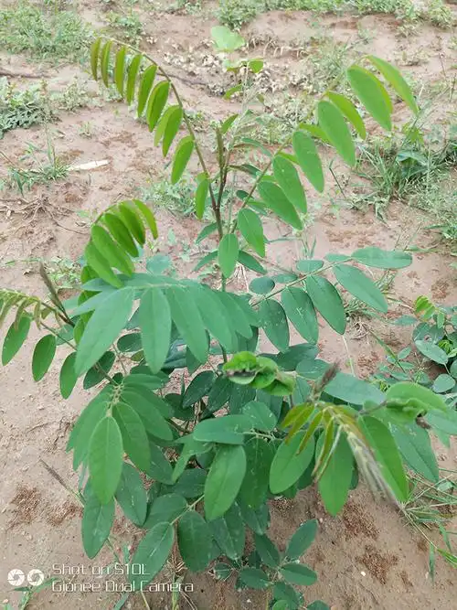 中药材种植·苦参