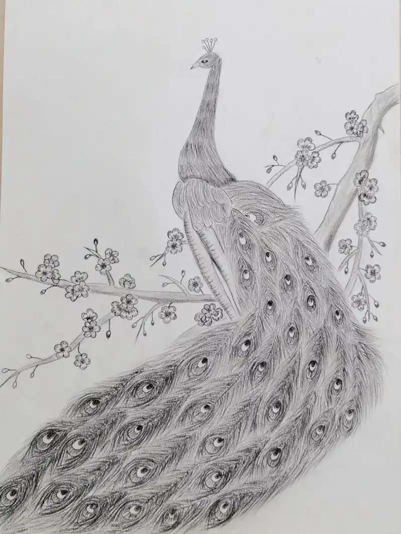 孔雀素描 这个雨天完成了5张素描,让素描功底也提升了好多,孔雀最难画