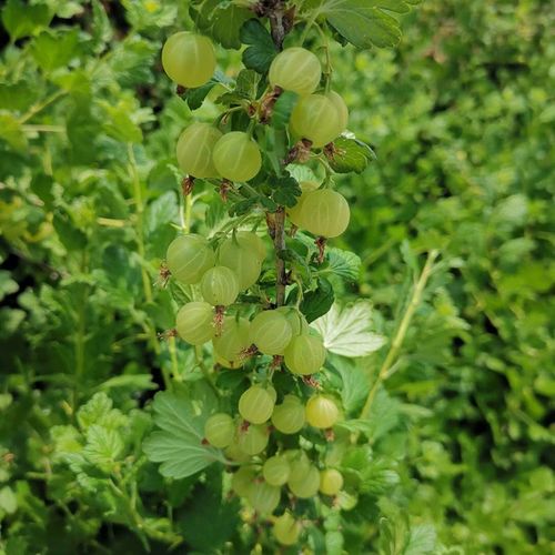 东北灯笼果现摘醋栗绿樱桃酸梅酸子粒儿野生浆果酸梅粒刺么果酸钉子刺