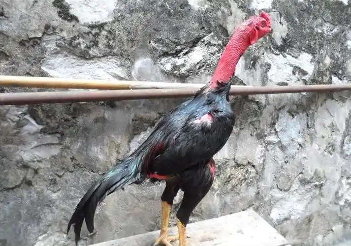 山东供应中国斗鸡供应肉用斗鸡斗鸡价格15一斤中国斗鸡养殖