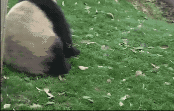 我们熊猫帮个个都是卖萌耍宝的好汉嘞