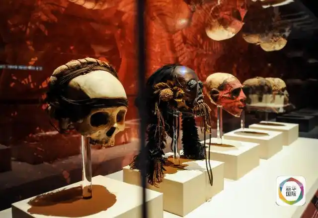 展出的人类头颅木乃伊.