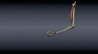 20种肌肉等长收缩训练,提升关节稳定性