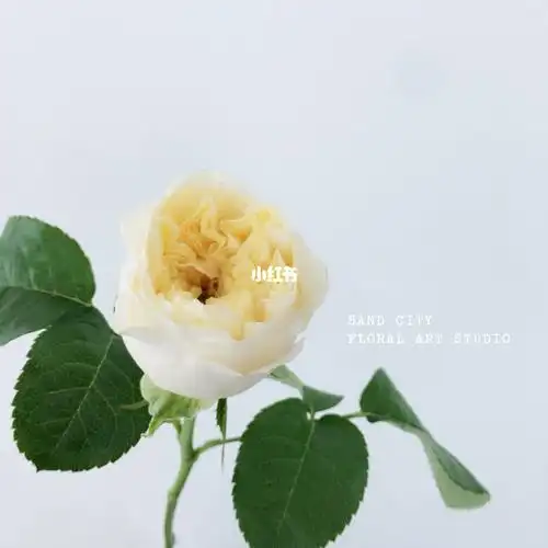 玉蝴蝶 玫瑰_花艺_鲜花_证件照_治愈_花店_华晨宇_鲜花分享_家居家装