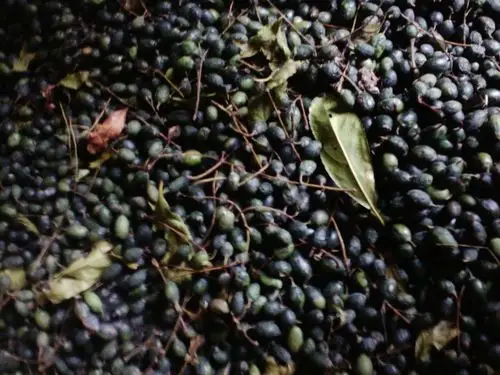 杜英种子批发杜英种子杜英种子价格