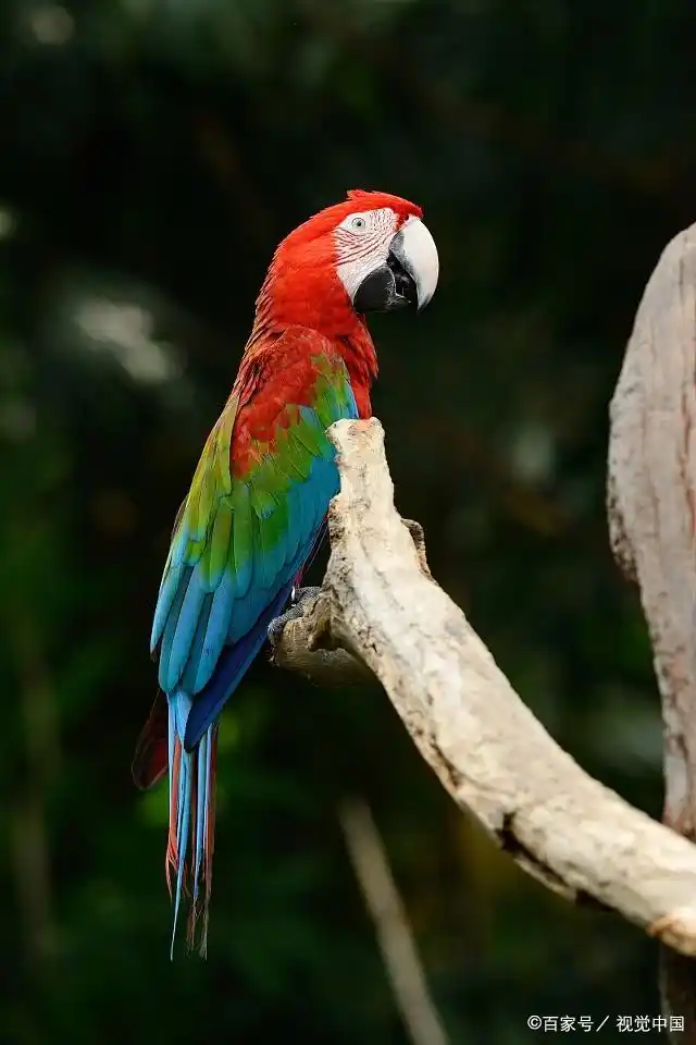 红绿金刚鹦鹉长什么样子,你知道吗?