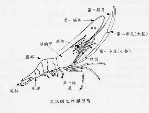 虾的结构图