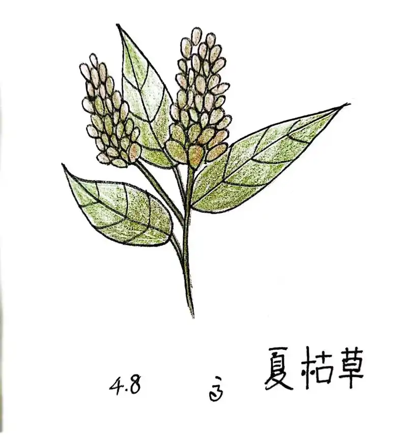 [每日一手绘]~夏枯草.别名: 夏枯球,棒柱头草,灯笼头草, - 抖音
