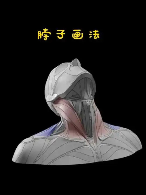 脖子画法