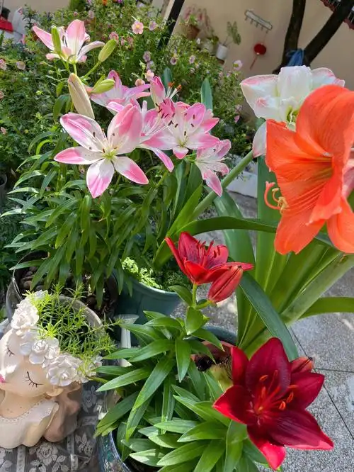 小黑人百合复花啦