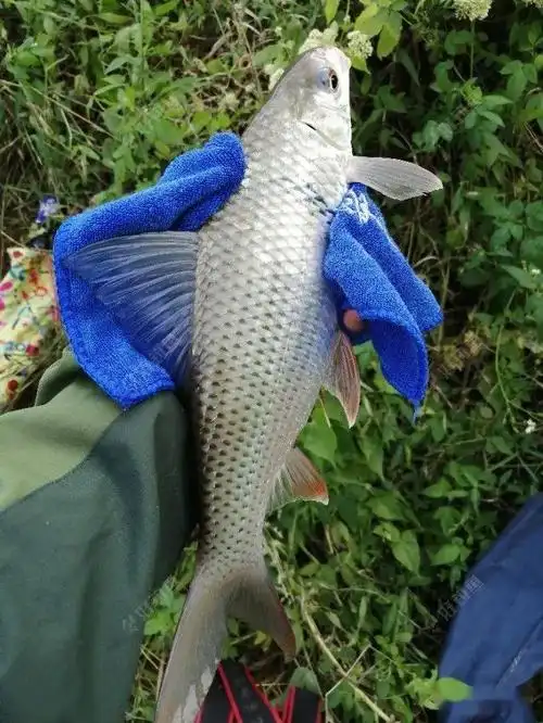 自制饵料失败,幸得商品饵上三鲮_钓友