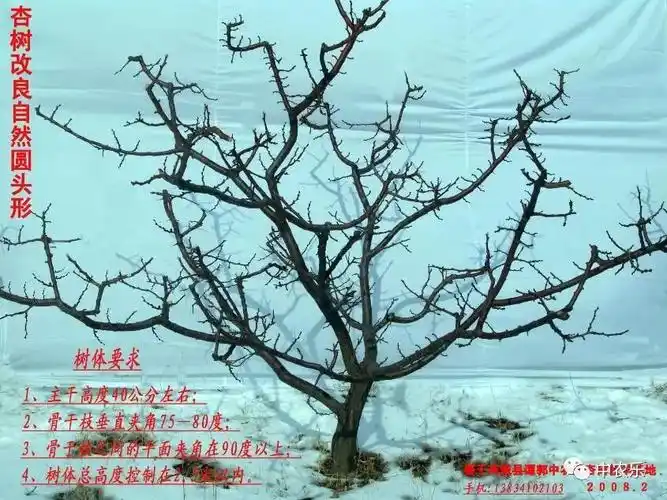 杏树冬季修剪是高产栽培综合管理中最重要环节,杏树是喜光性较强的