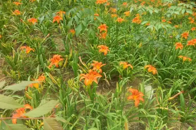 如果有兴趣使用大花萱草花朵的药用功效,建议请教专业医生或中医师,以