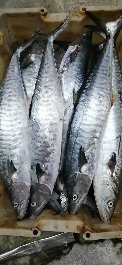 博贺当天现捕新鲜马鲛鱼鲜活鲅鱼冷冻水产45斤马鲛鱼