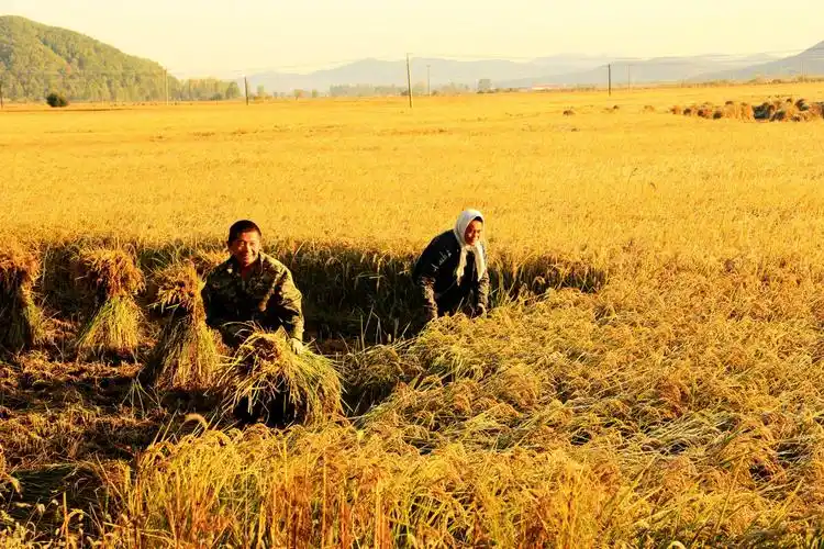 满怀丰收喜悦的农民开始收割今年的新水稻,龙源米业的新米即将上市.