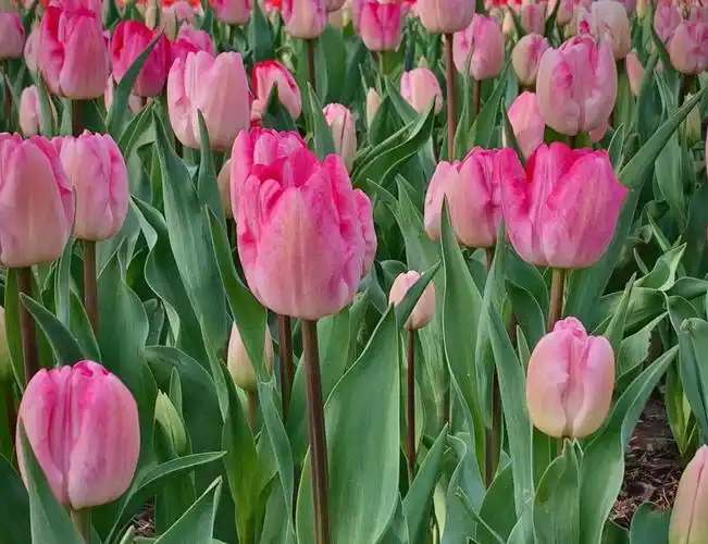 粉嫩颜色的郁金香花