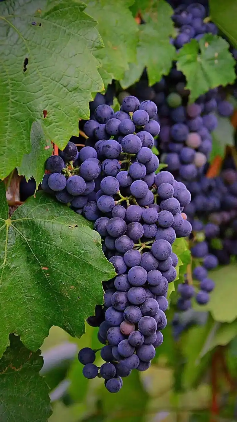 秋天的风景:金色的田野,丰硕的果实!跟我一起一边听音乐一边赏 - 抖音