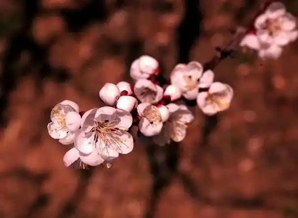画堂春十阕十样花容竹榭一束