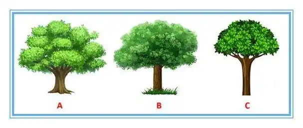 心理测试:3棵树选1棵,看你对异性的诱惑力到底有多大?