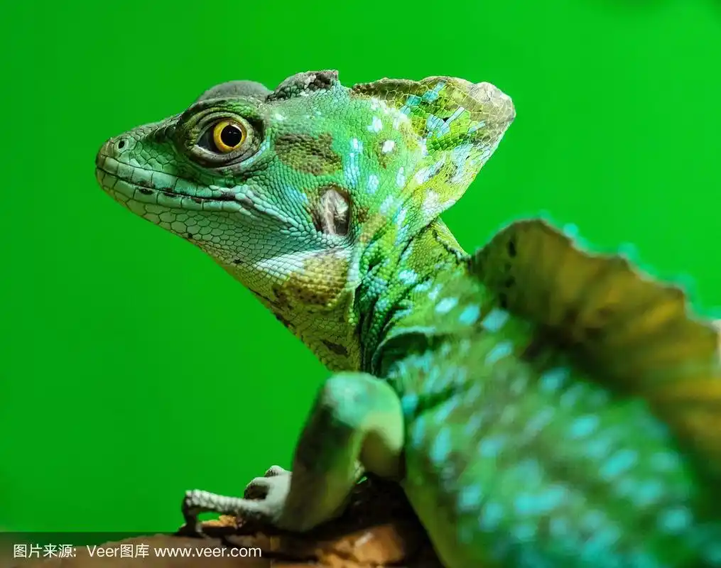 蜥蜴,变色龙,绿色,绿色背景,留白
