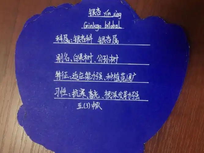 五(3)班 班树:银杏树