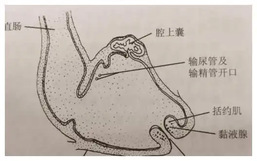 如何准确的分辨鸽子的雌雄?