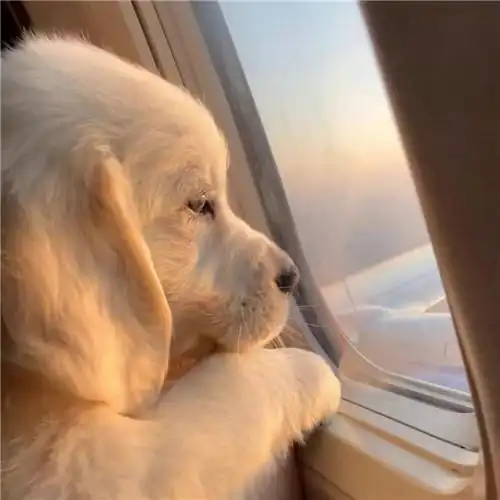 高级又沙雕的宠物头像 好玩的萌宠搞笑图片笑死人头像