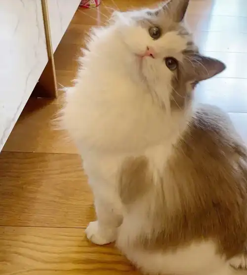 这样的颜值那也是要靠金钱撑起来,最普通的一只布偶猫也需要一到两万