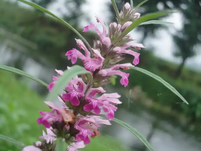 水边路旁随意生长的益母草你认识吗