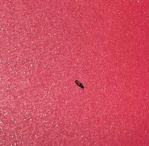 这是什么虫啊啊啊啊啊房间里都是01