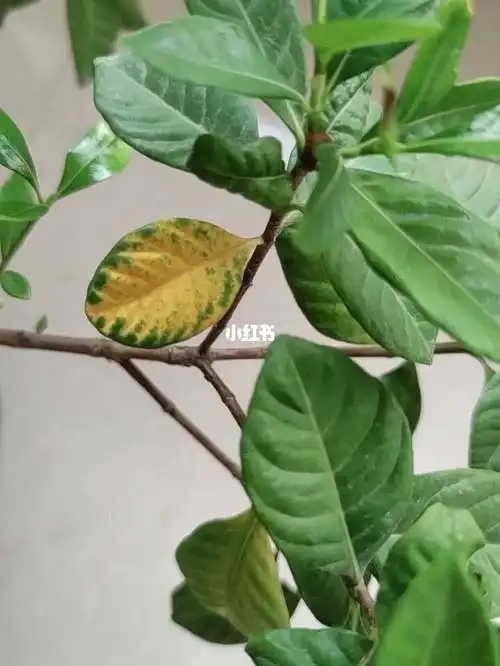 栀子花黄叶怎么回事