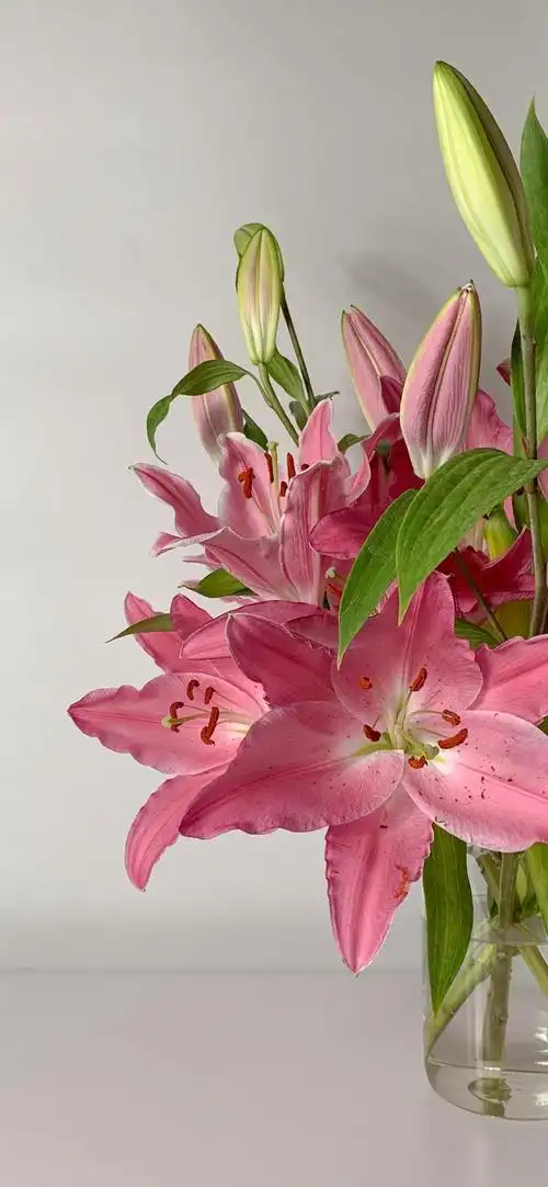 花瓶中的粉色百合花,高清图片 - ipad壁纸