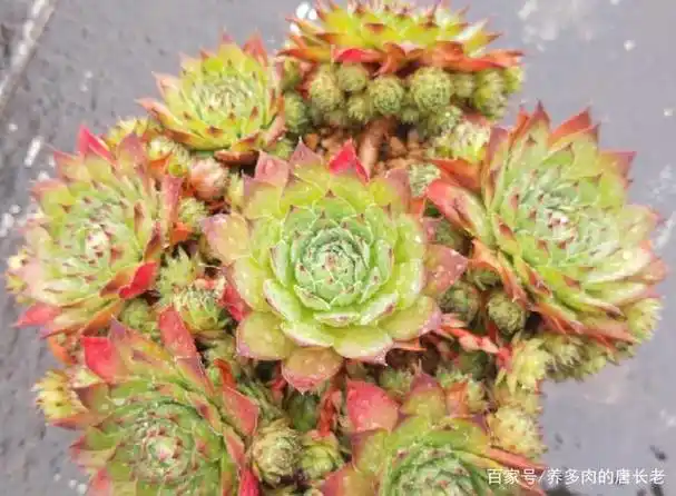 多肉观音莲和法师看似不沾边,实则有5个共同点,养法也大体相同