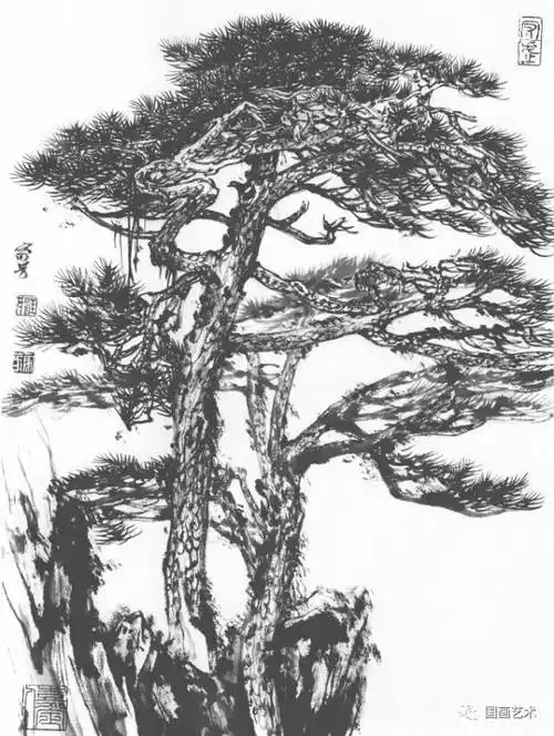 奇松写生图谱选页欣赏