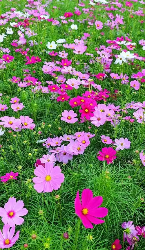 波斯菊:1935年我军长征途经川西,波斯菊形成"红色花径"生态廊道