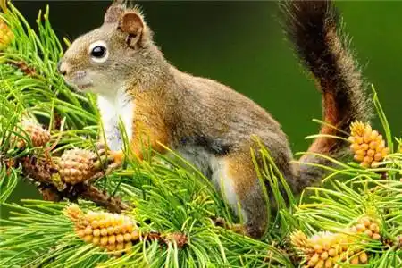 秦蔓儿一愣,显然是没想到母亲会问这个问题.