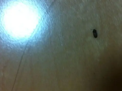 家里出现很多黑棕色的小虫子,背部有硬壳,大概两三毫米,叫什么?