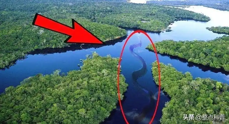 泰坦巨蟒虽然是世界上最大的蛇,但它已经成为历史,如今的气候条件也不