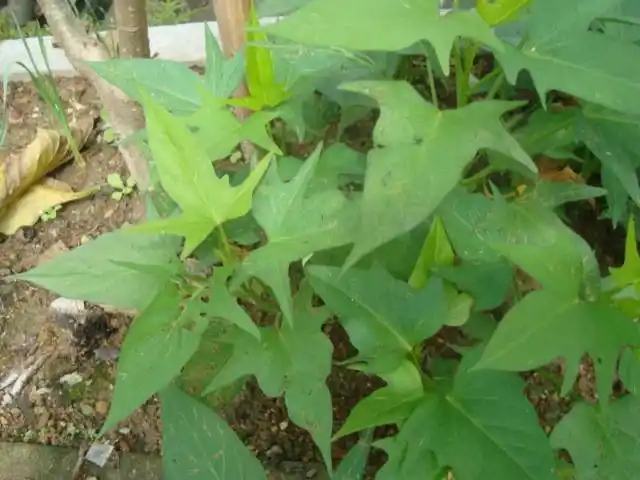 这种裂叶植物叫什么?