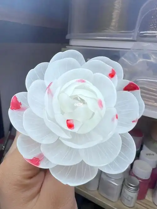 热缩山茶花抓破美人脸