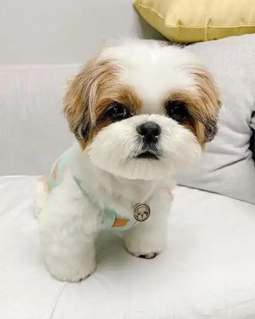 迪士尼动画里的小狗狗呀真是好可爱