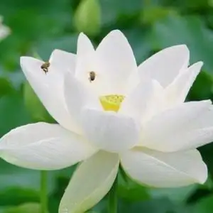 一朵格桑花头像