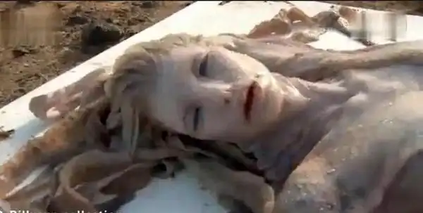 揭秘"澳洲海滩惊现美人鱼尸体"谜团
