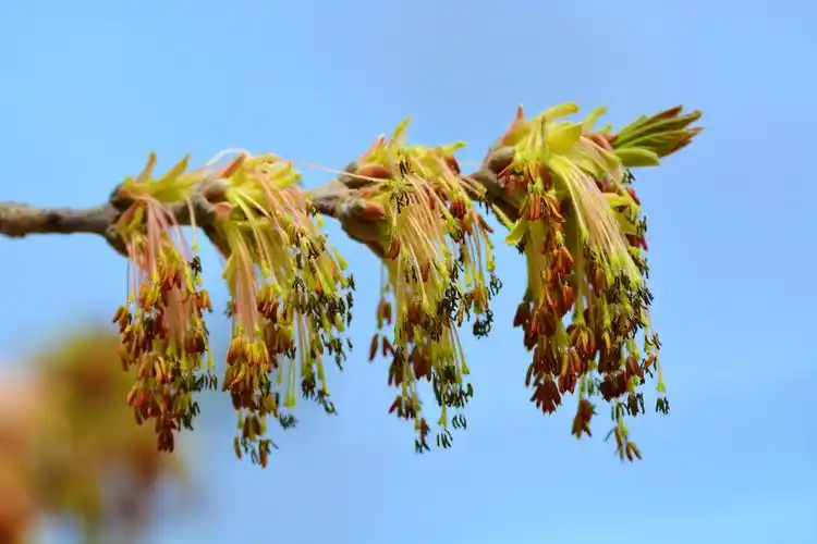 白蜡树花穗原创拍摄