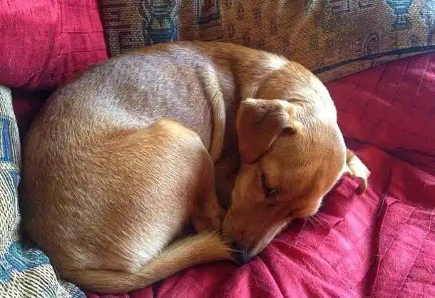 原创不停啃爪子舔毛你知道狗狗处于焦虑中吗狗狗焦虑的症状你懂吗