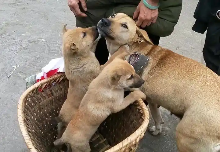 最忠心的五种狗(狗界)