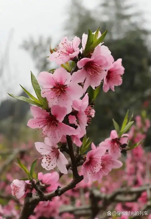 〔康宗宪/段红兵诗歌文学作品〕